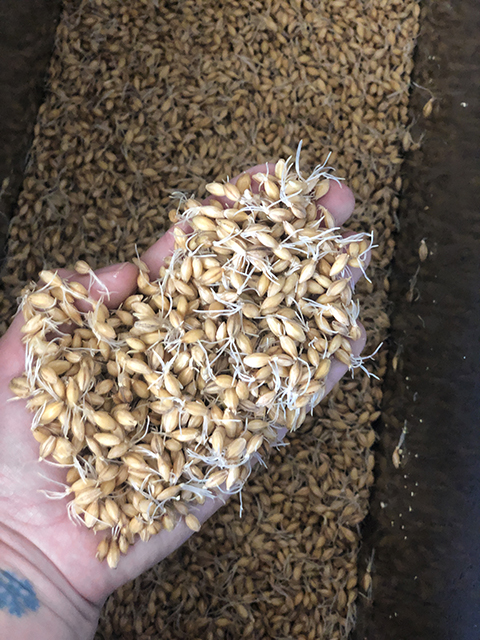 Macro Malting Page Barley Breeding Program Montana State University 1271